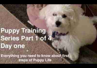 Puppy Training Series Part 1 of 4:  Best Crate Training Video on first day with Puppy