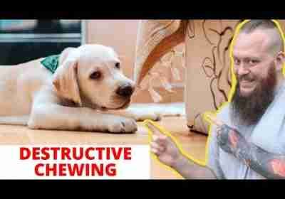 How To Stop Destructive Chewing In Dogs And Puppies