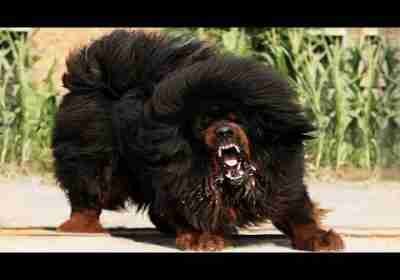Most ILLEGAL Dog Breeds In The World!