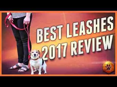 Find the Best leash for dogs – 2017 review + accessories