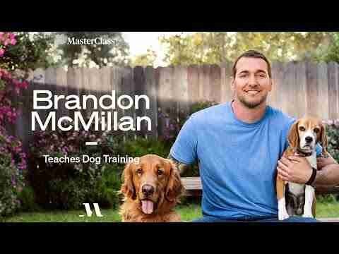 brandon dog trainer