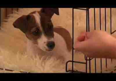 Crate Training: Puppy Training Made Easy. How To Crate Train Your Puppy