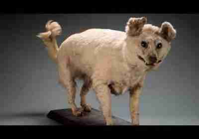 10 Extinct Dog Breeds