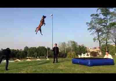 Belgian Shepherd Dog Training: The Best Malinois Dog Jumping and Climbing walls and trees video 2021