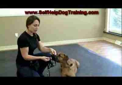 Dog Training with a Halti Collar – Intro (www.K9-1.com)