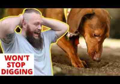 How To STOP Dogs Digging