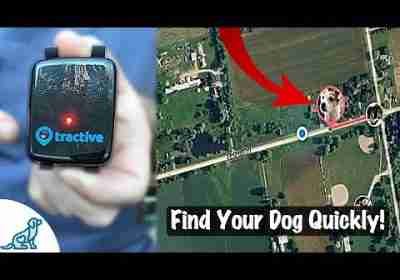 GPS Pet Tracker – Tractive Long Term Review – Professional Dog Training Tips