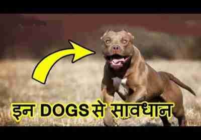 Top 10 MOST Dangerous Dog Breeds in the World (2020) | इन कुत्तों से सावधान
