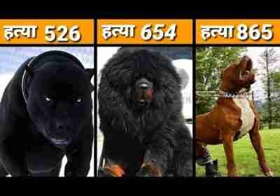 MOST DANGEROUS DOGS BREEDS IN THE WORLD / dangerous Dog Breed
