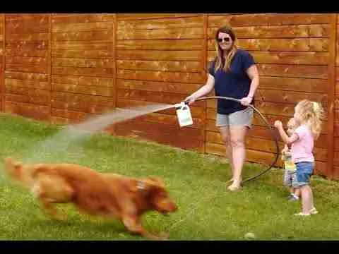How to Use Wondercide Yard Flea & Tick Spray