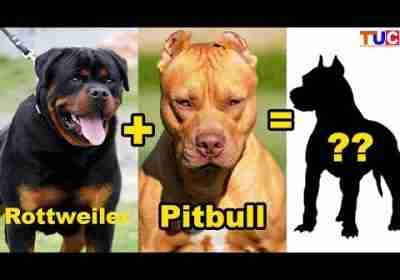 10 Rottweiler Dog Breed Mix You Don’t Know About :TUC