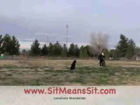 Dog Training Collars Reviews