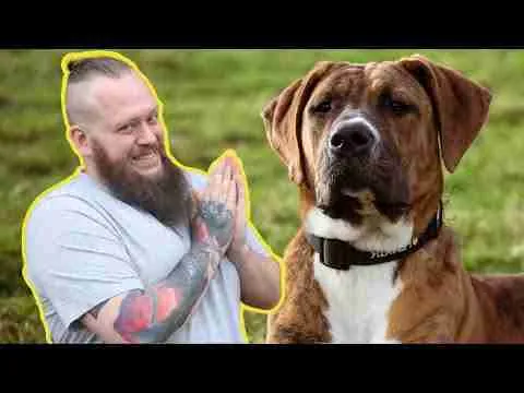 How To Teach PERFECT RECALL – Training My Dog To Come Back To Me