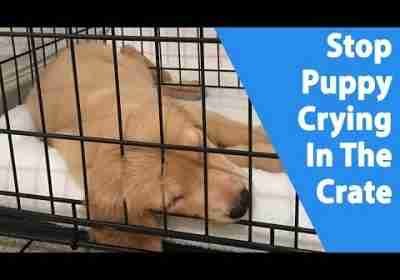 Puppy Crying In The Crate [9 Ways To Stop It]
