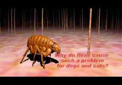 Understanding Flea and Tick Control