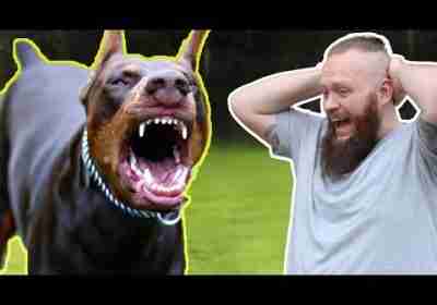 Aggressive Dog Fixed In SECONDS! You'd Never Guess What We Discovered!