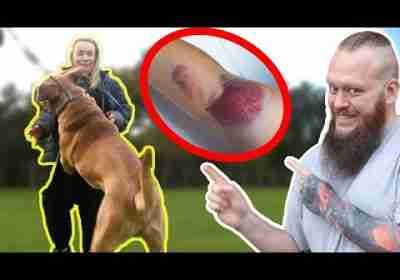 GIANT MASTIFF Hurts Owner!! Must Be FIXED Immediately