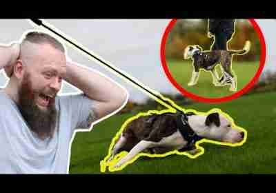 Unbelievable Dog Walking Transformation! Stopping Pitbull Pulling On The Leash