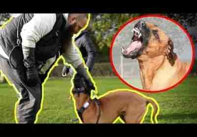 Aggressive Guard Dog ATTACKS His Owner