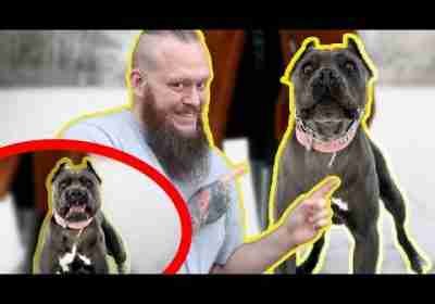AGGRESSIVE CANE CORSO Must Be Stopped Attacking Other Dogs and People!