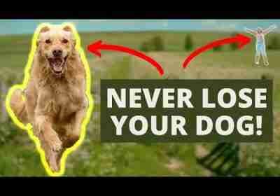 How To Achieve Amazing Recall Dog Training