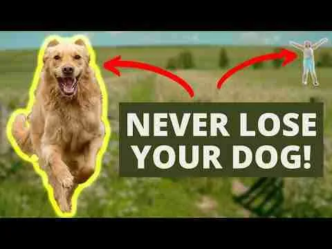 How To Achieve Amazing Recall Dog Training  *