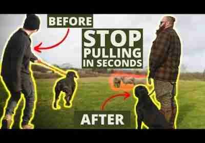 How To Stop Your Dog Pulling On The Leash In Seconds