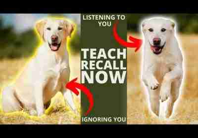 How to Teach Your Dog COME when Called! Training Perfect Recall