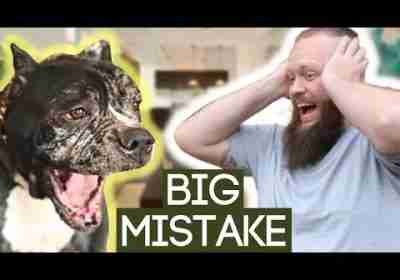 The BIG Mistake People Make When Training Their Dog