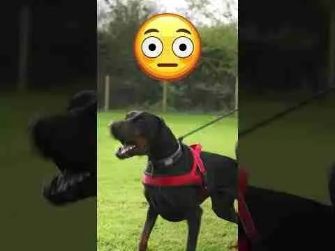 Aggressive Doberman 😡 Discovered This To Save Dogs Life 🥰