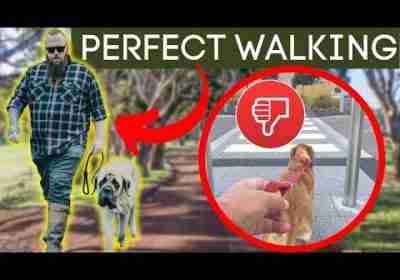 Simple Steps To Stop Your Dog From Pulling On The Leash