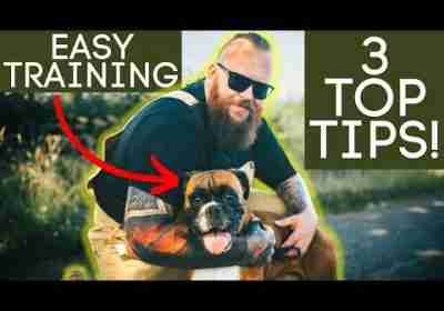 3 Tests To Guarantee Your Dog Training Success