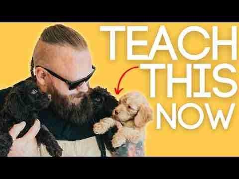 3 Easy Things to Teach Your New Puppy