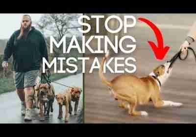 Dog Training Mistakes You Must Avoid Walking Your Dog