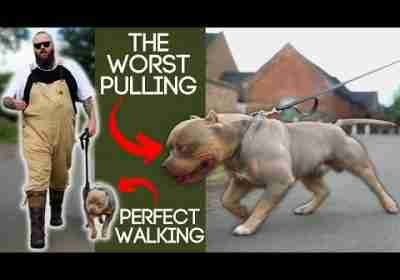 Best Tip To Stop Your Dog Pulling On The Leash
