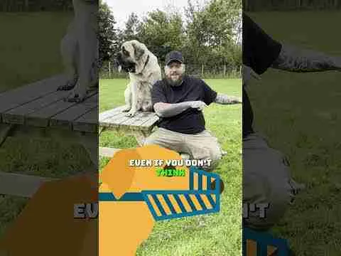 STOP Letting People Pet Your Dog!