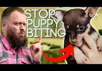 Everything You Need To Know To Stop Your Puppy Biting  *