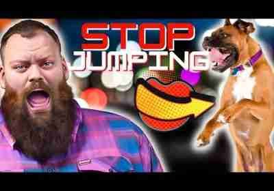 Teach Your Dog To Stop Jumping Up In 3 Simple Steps