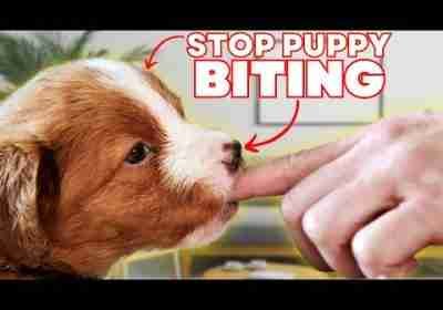 How To Stop Your Puppy Biting With These 3 SECRETS