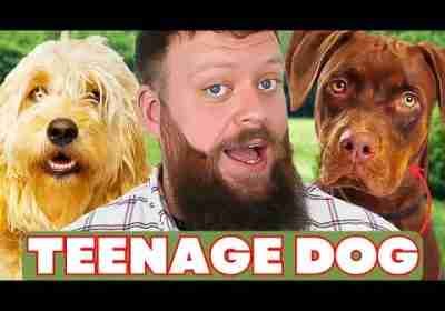 Mistakes Training Dogs In 'Teenage Phase'