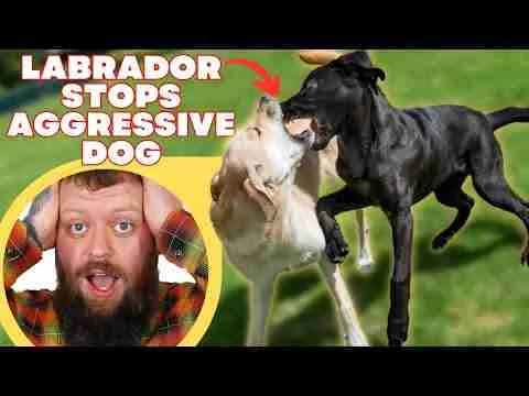 Can My Dog Fix Another Dogs Aggression?