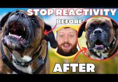 How To Fix Reactive Dog In 3 Simple Steps