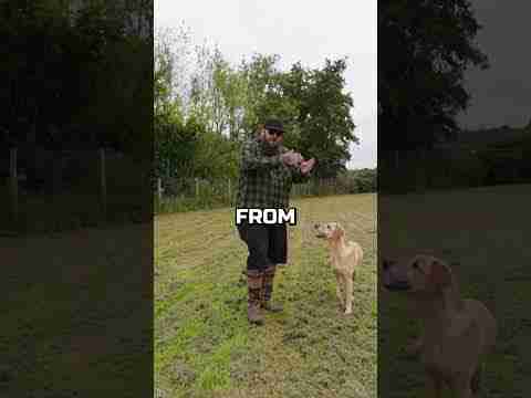 How To Have Perfect Recall With Your Dog