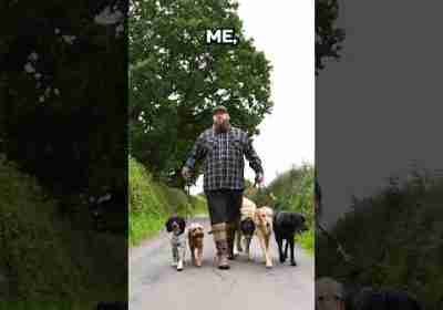 How I Walk So Many Dogs At Once