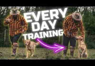 3 Dog Training Tips You Should Do Every Day With Your Dog