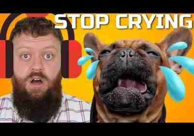 How To Stop Your Dog From Crying And Whining Now!