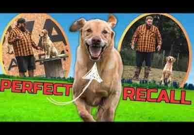 How To Turn AWFUL Recall Into PERFECT Recall With Your Dog