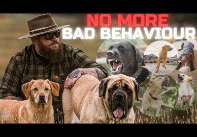 How To Solve The Most Common Problem Dog Behaviours