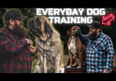Dog Training I Do Everyday With All My Dogs