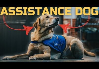How Your Dog Can Become An Assistance Dog And Save Lives